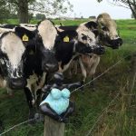 zimbr111a.kukiko.com